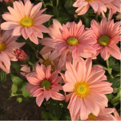 Grandview Apricot Chrysanthemum
