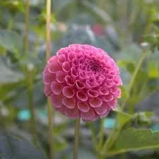 Koko Puff Dahlia Cutting