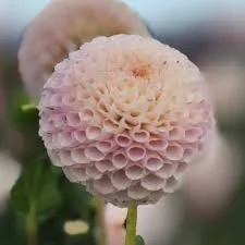 Irish D Porter Dahlia Cutting