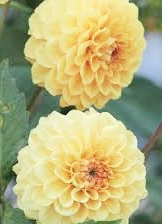 Golden Sceptre Dahlia Cutting