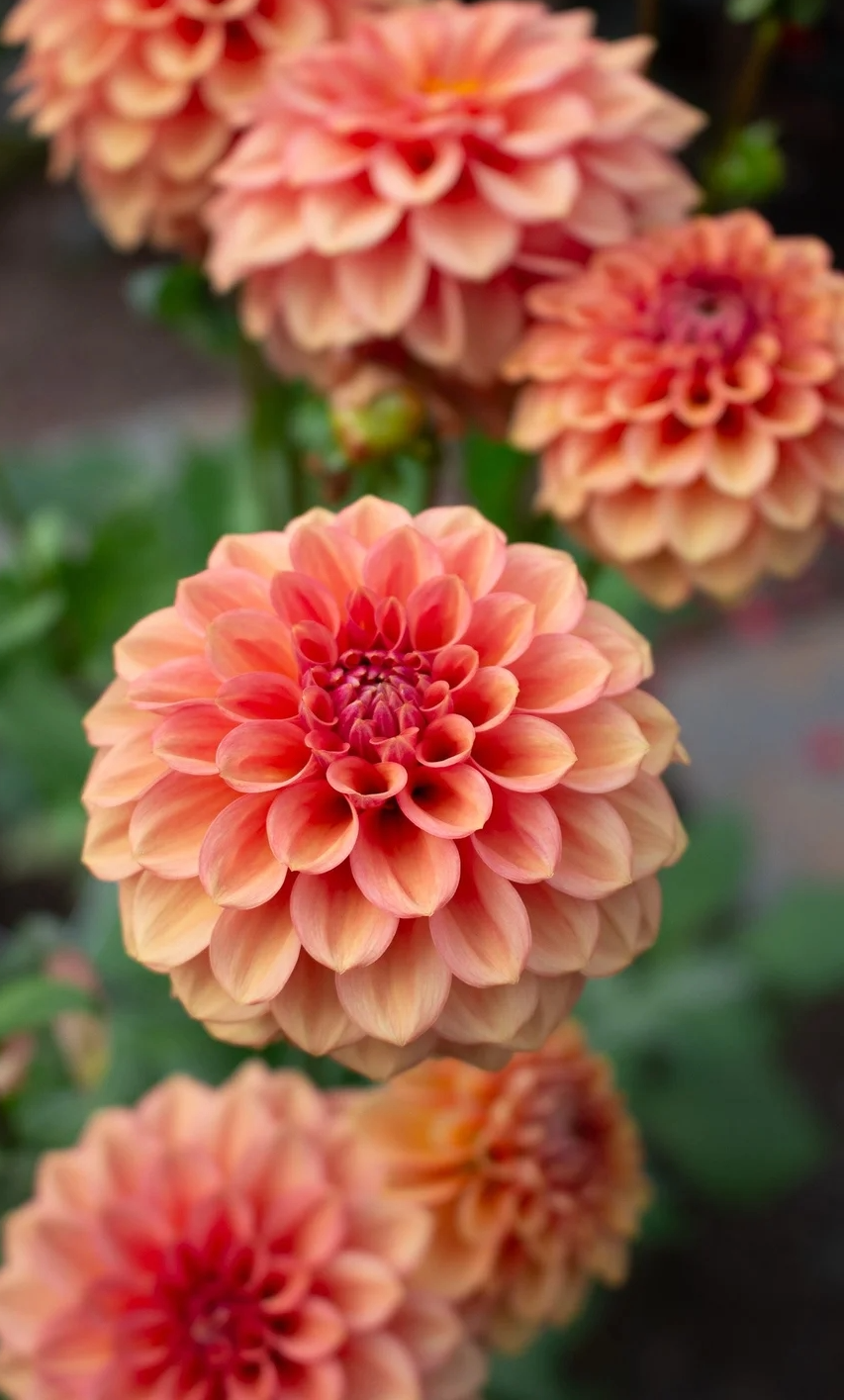 Ice Tea Dahlia Cutting