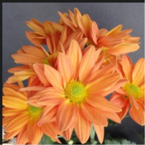 Papaya Chrysanthemum