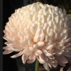 Lynmal's Choice Chrysanthemum