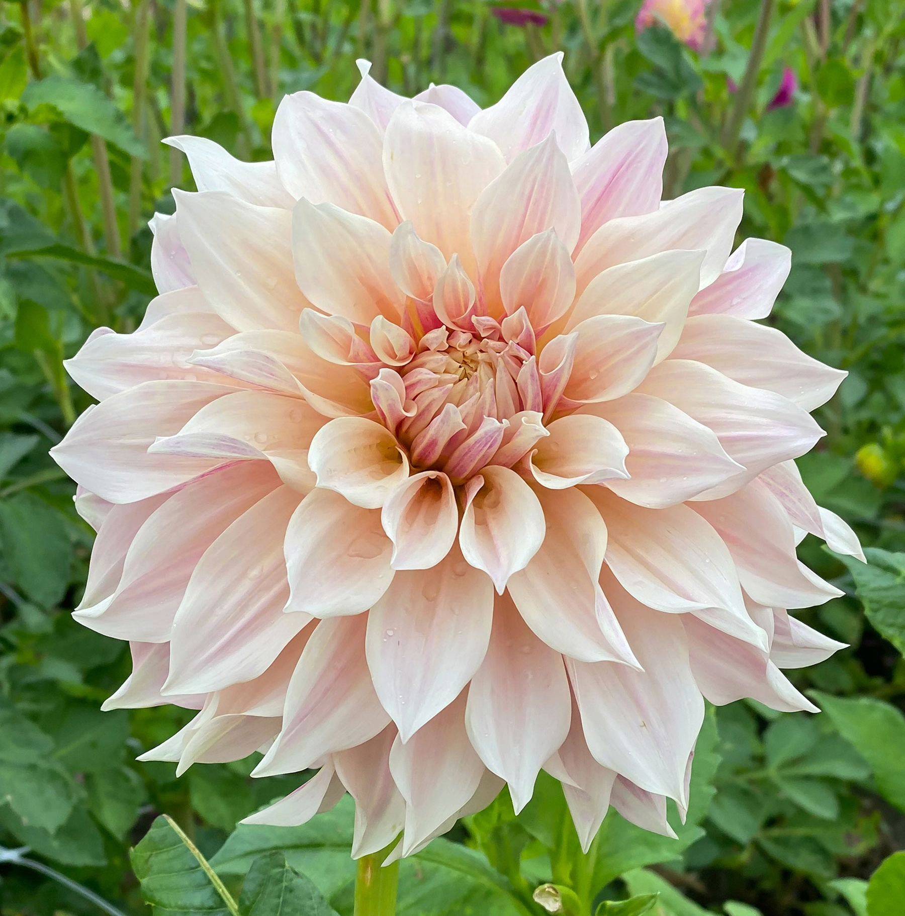 Cafe au Lait Cutting