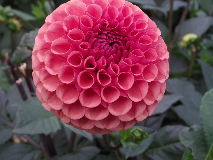 Ferncliff Rusty Dahlia Cutting