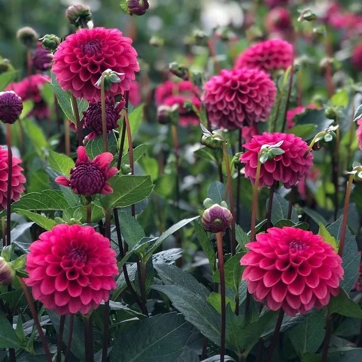 Spell Breaker Dahlia Cutting