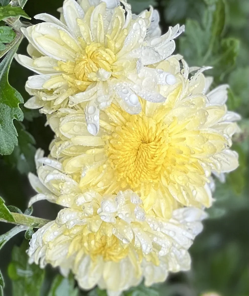 Gillette Chrysanthemum