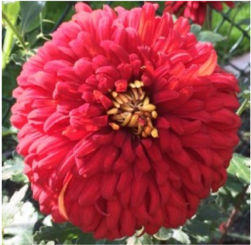 Wembley Chrysanthemum