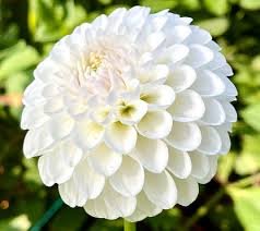 L'ancresse Dahlia Cutting