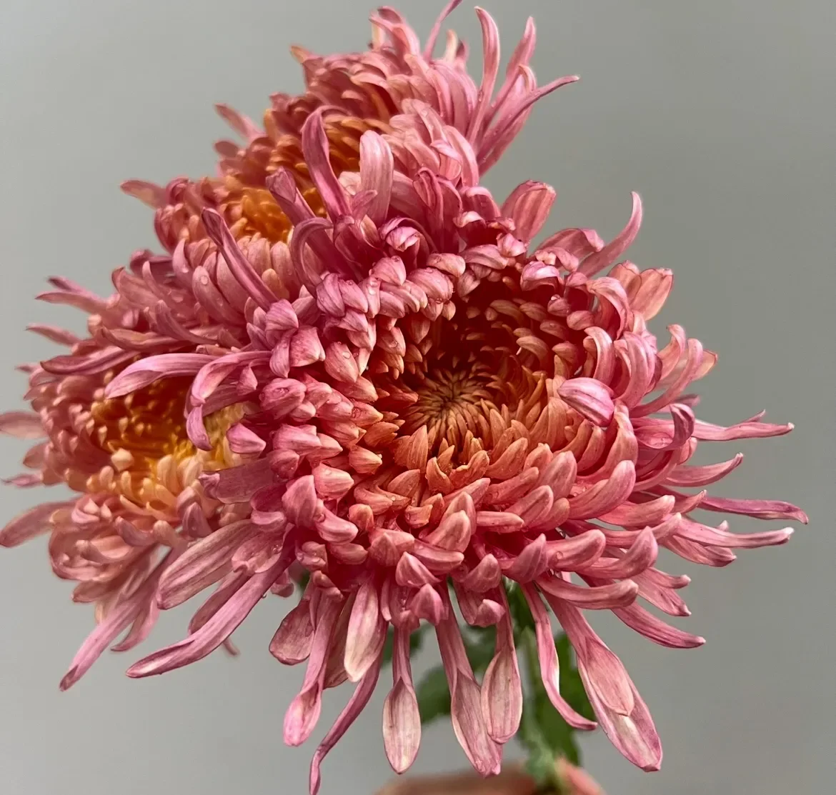 Evening Glow Chrysanthemum