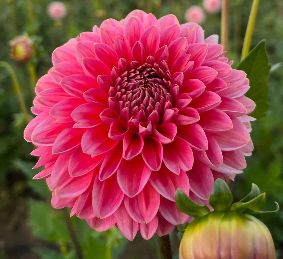 Pink Runner Dahlia Cutting