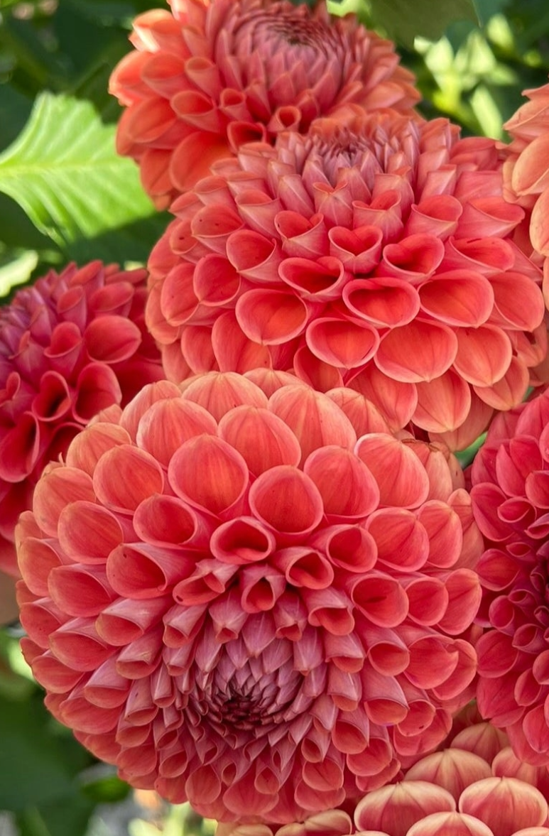 Cornel Bronze Dahlia Cutting