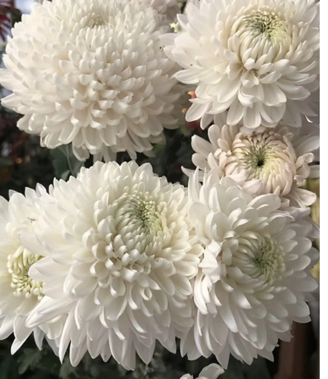 Silent Chrysanthemum