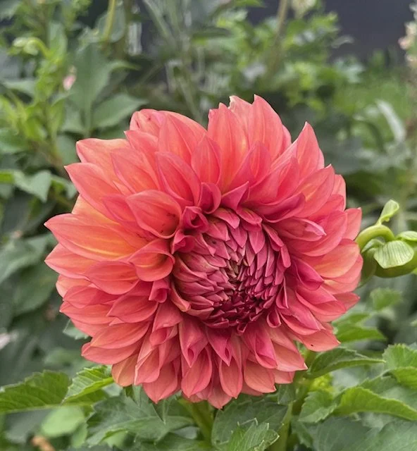 Orange Globe Dahlia Cutting