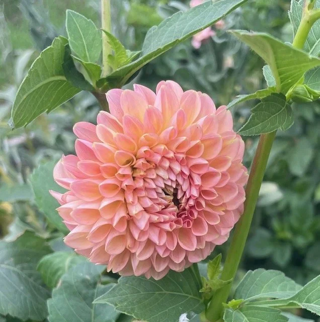 Linda's Baby Dahlia Cutting