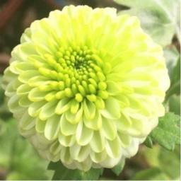 Discovery Chrysanthmum.png