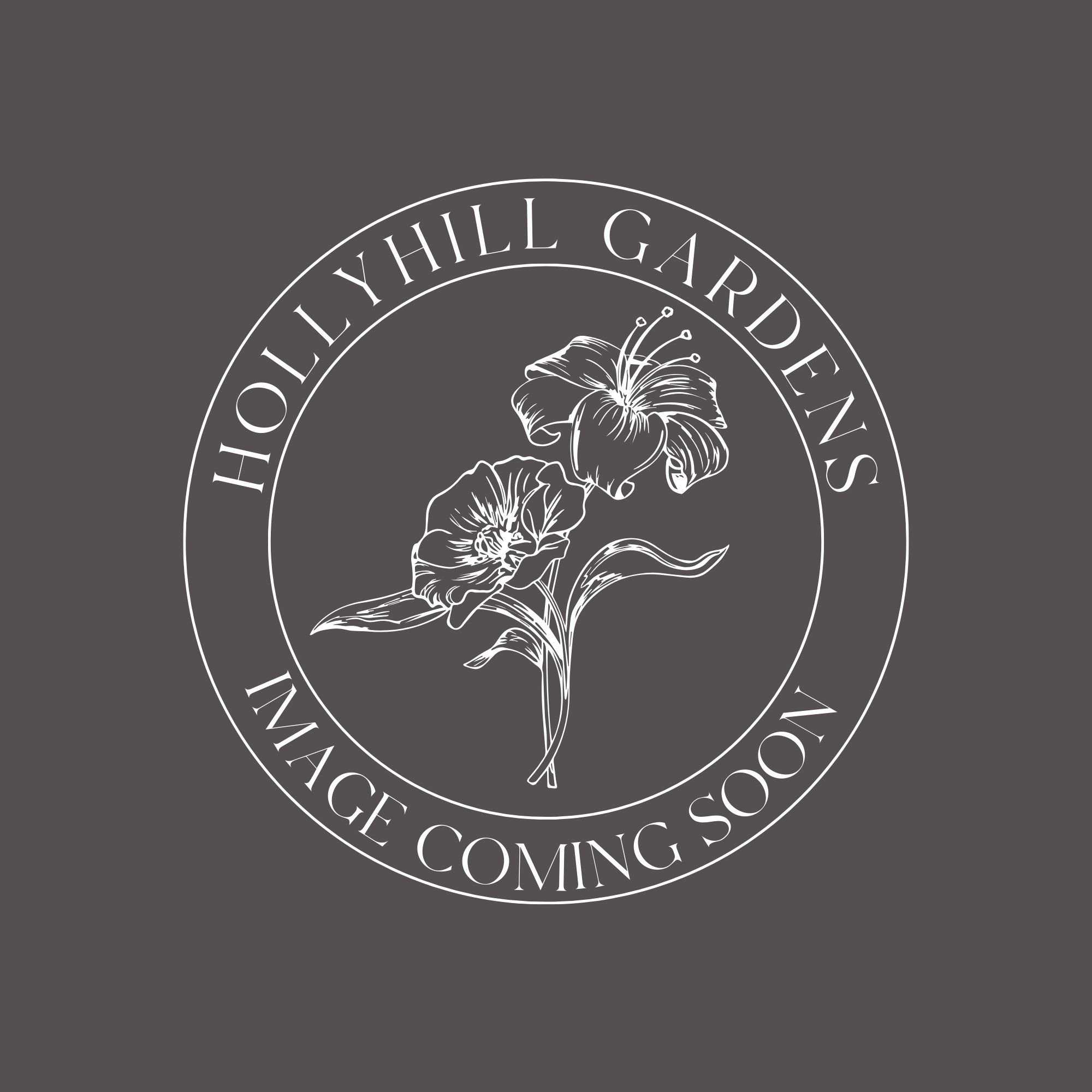 Rose Venice Chrysanthemum