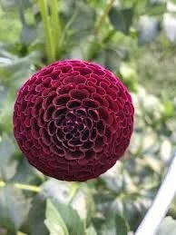 Glen Place Dahlia Cutting