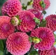 Caitlyn's Joy Dahlia Cutting