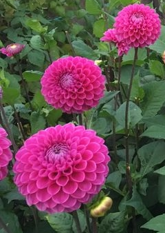 Mary's Jomanda Dahlia Cutting