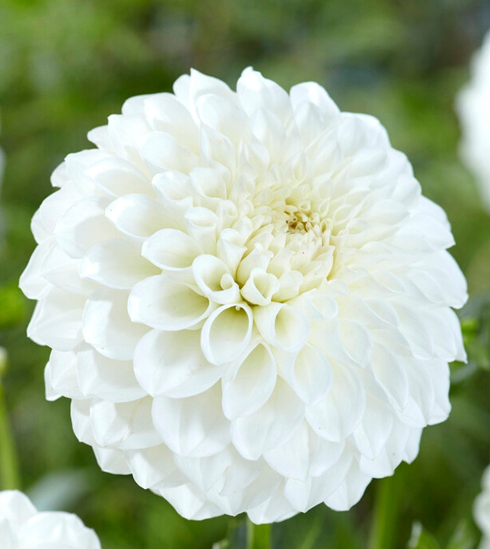 Boom Boom White Dahlia Cutting