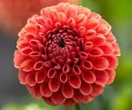 Valley Rust Bucket Dahlia Cutting