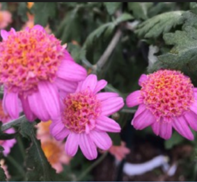 Pink Fleece Chrysanthemum