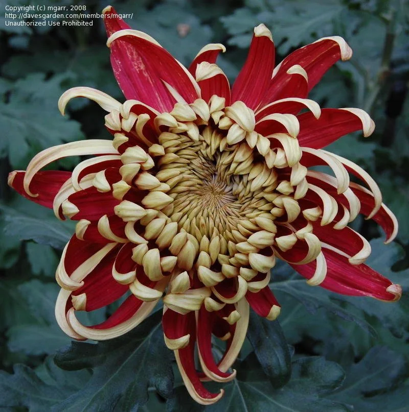 Crimson Tide Chrysanthemum