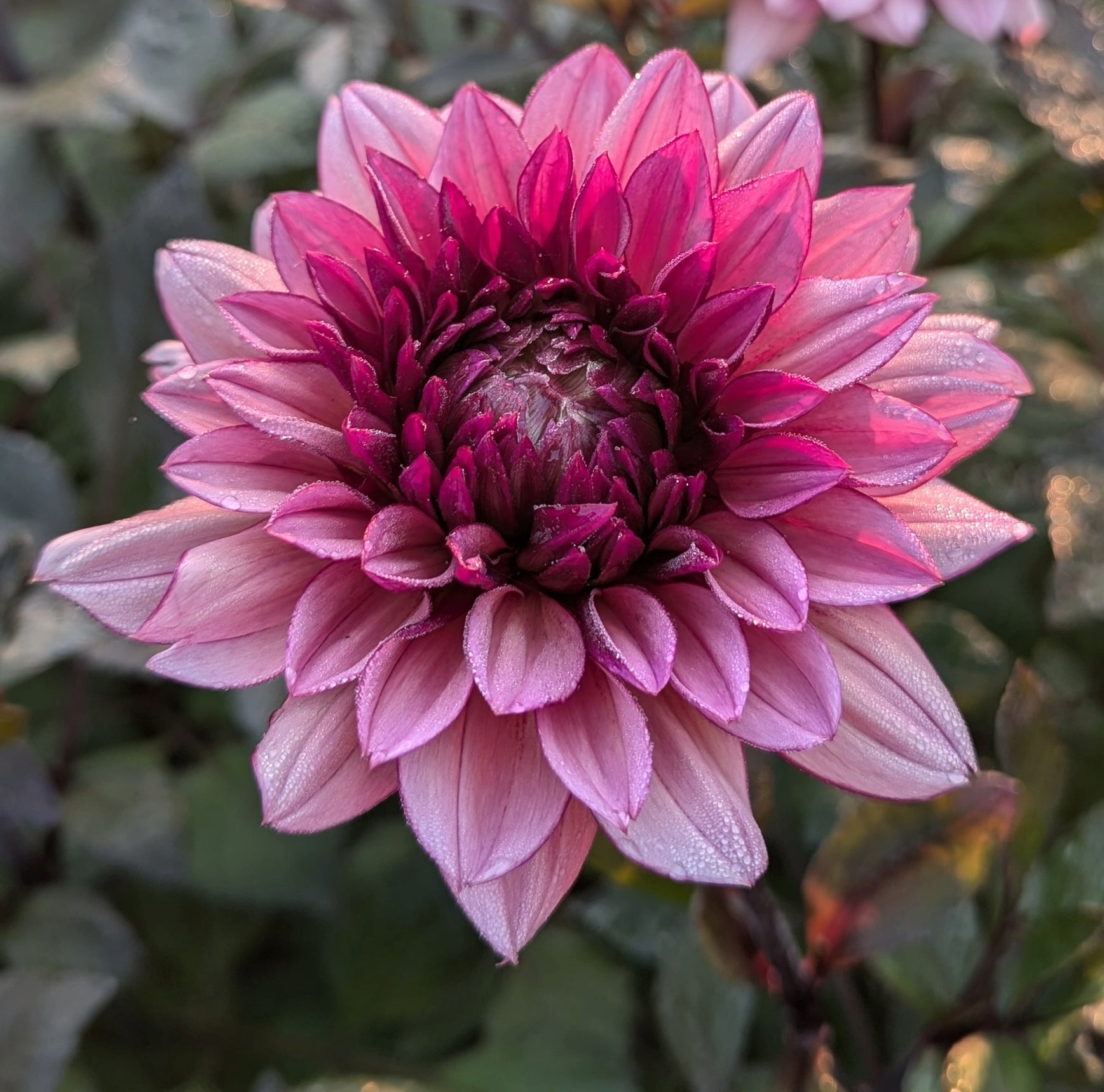 Molly Raven Dahlia Cutting
