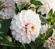 Christo Dahlia Cutting