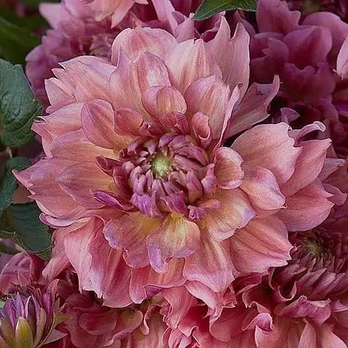 La Belle Epoque Dahlia Cutting