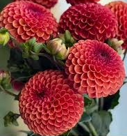 Copper Boy Dahlia Cutting