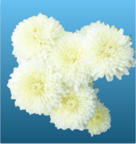 Mary Brownbridge Chrysanthemum