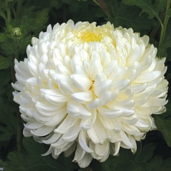 Billy Bell Chrysanthemum