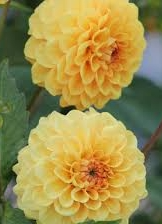 Golden Scepter Dahlia.png