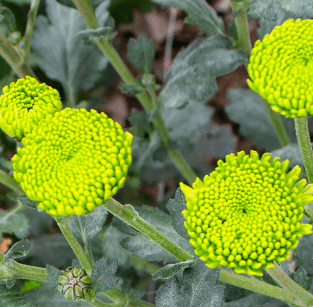 Feeling Green Chrysanthemum