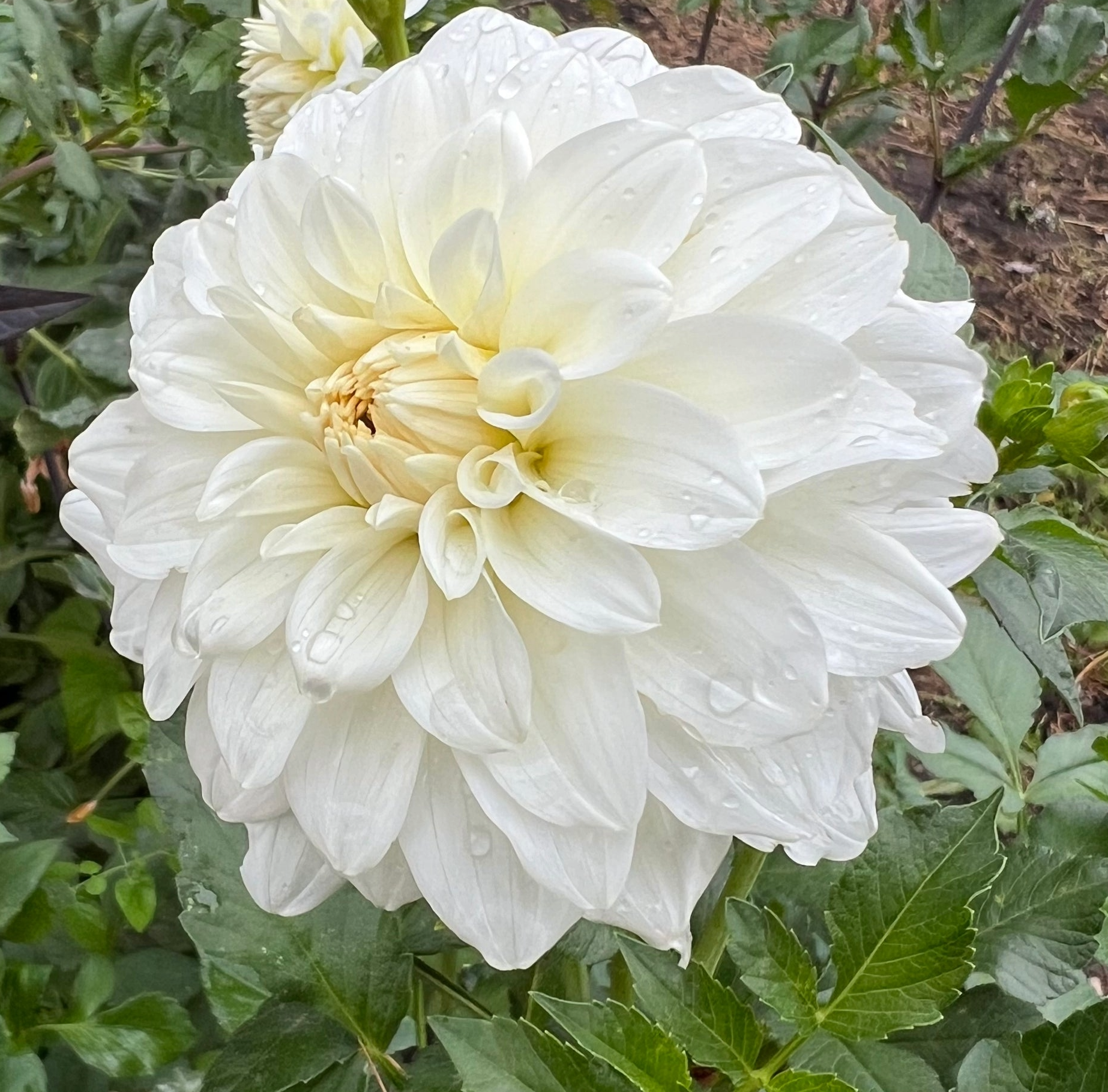 Center Court Dahlia Cutting