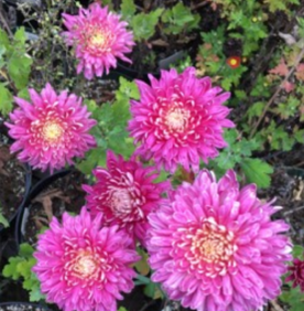 Royal Silver Chrysanthemum