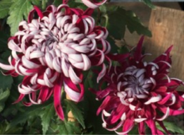 Lili Gallon Chrysanthemum