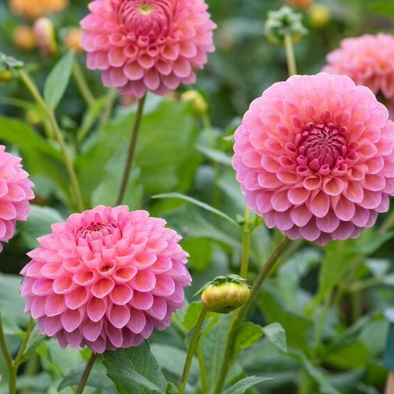 Westerton Pearl Dahlia Cutting