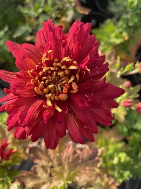 Sam Oldam Chrysanthemum