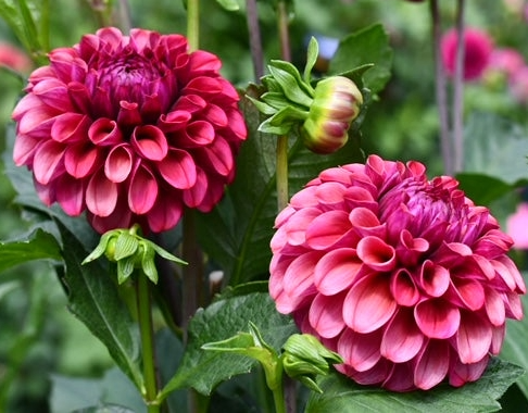 Mission Gypsy Dahlia Cutting