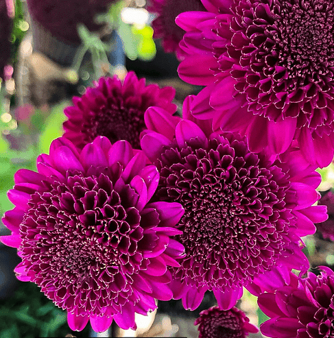 Shock Chrysanthemum