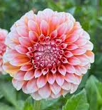 Peaches N' Cream Dahlia Cutting