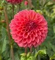 Parkland Tribute Dahlia Cutting