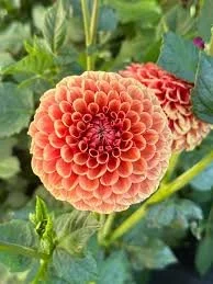 Hy Suntan Dahlia Cutting