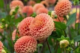 Ryecroft Jill Dahlia Cutting