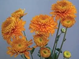 Bronze Margaret Chrysanthemum