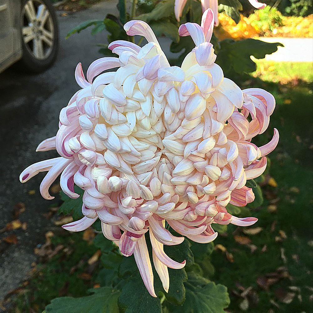 Angel's Bell Chrysanthemum