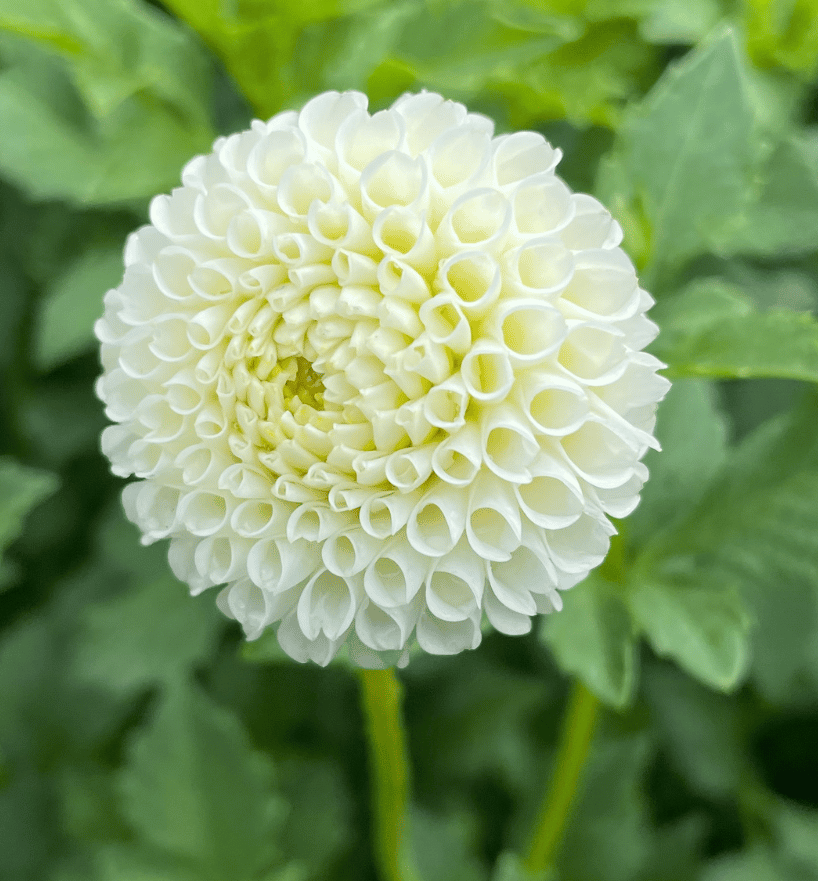 Tiny Treasure Dahlia Cutting